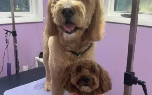 Country Charm Canine Spa in Fleetwood, PA