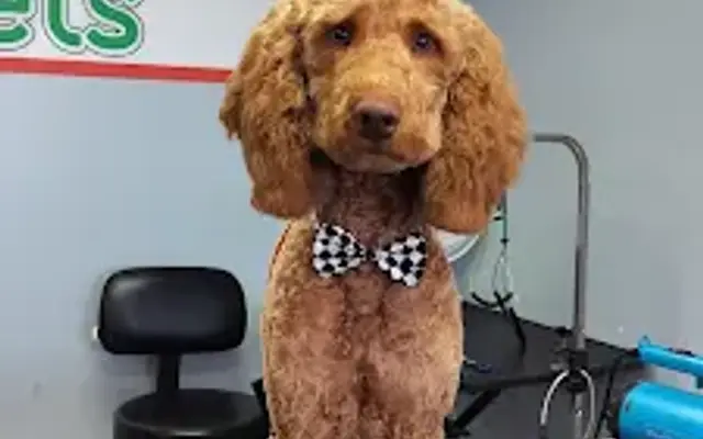 We Groom Pets in Downey, CA