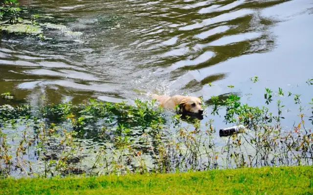 Sorenson Kennels in Defiance, MO