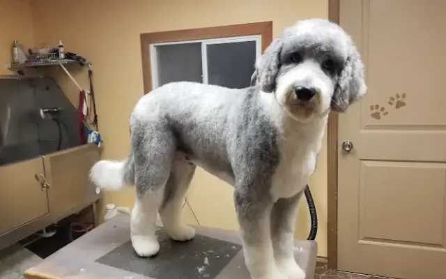 Bark Bath & Beyond in Alanson, MI