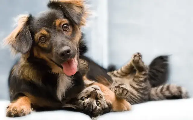 Kroner Animal Care in Athens, OH