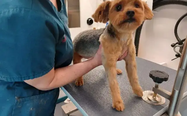 Angela's Elite Grooming in Yelm, WA