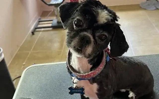 Mr & Mrs P's Pet Grooming in Fountain Hills, AZ