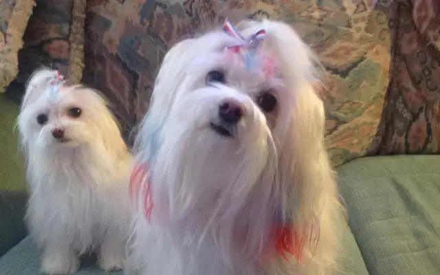 Hott Tails Pet Grooming in Westminster, CO