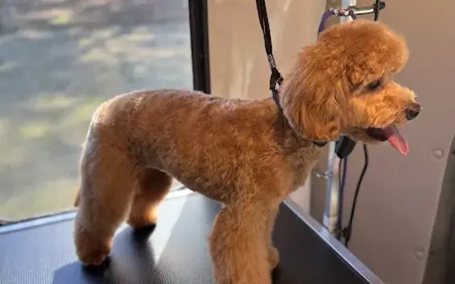 Liv4Pets Mobile Grooming in Madison, MS