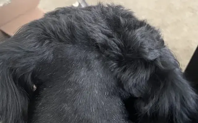 PetSmart Grooming in Douglasville, GA
