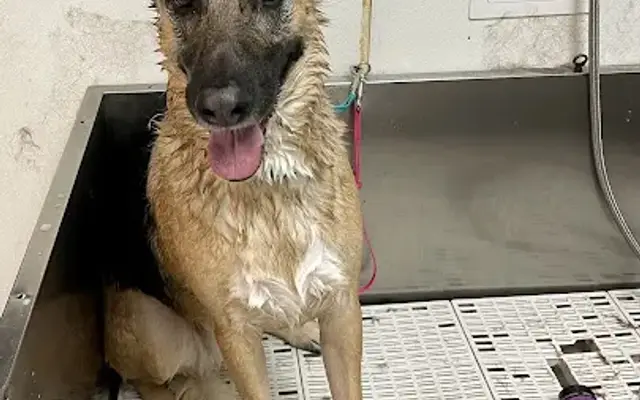 Handcrafted Pet Spa in Braidwood, IL
