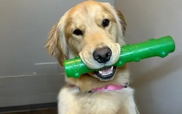 Golden Paws Pet Spa in Saginaw, MI