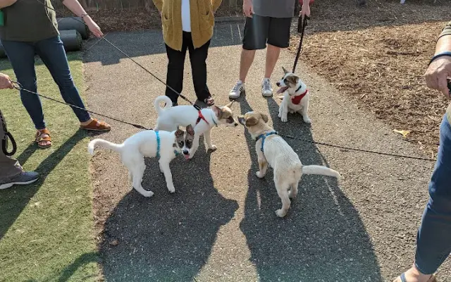 Best Friends Pet Retreat And Day Spa in Edmonds, WA