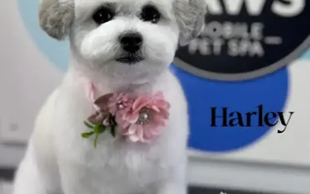 Luxe Paws Mobile Pet Spa in Lake Dallas, TX