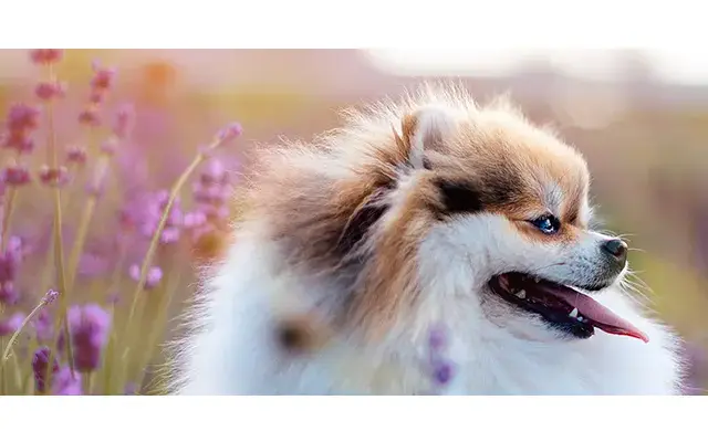 Doggy Connection Mobile Pet Spa in Mission Viejo, CA
