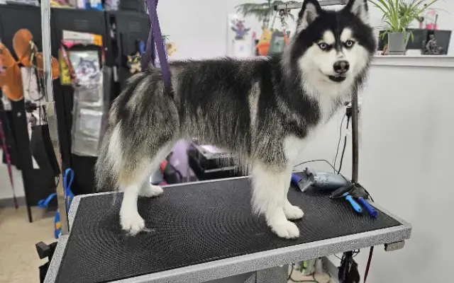 Bellevue Grooming Co. in Bellevue, NE