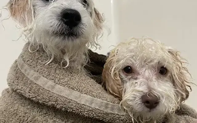 Peoples Pampered Pets LLC in Pensacola, FL