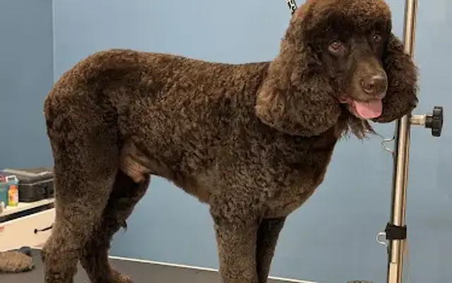 The Ruff Life Dog Grooming in Spring, TX