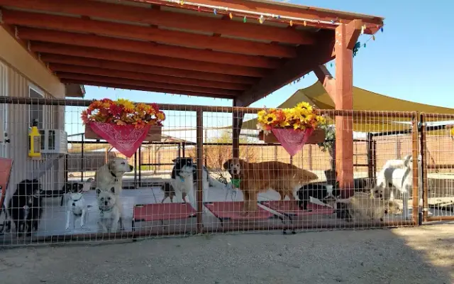 Dog-Gone Purrr-Fect Pet Sitting & Doggie Day Care in Phoenix, AZ