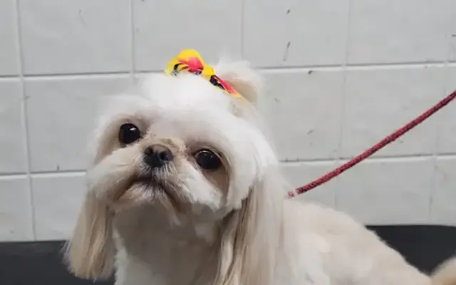 Mr B's Grooming in Garwood, NJ