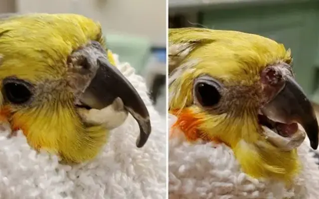 Avian Pampering in Selma, CA