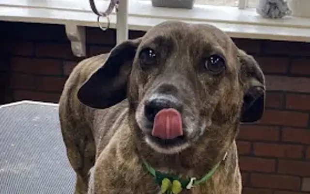 Posh Pups Salon LLC in Lincolnton, NC