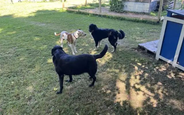 The Tail Waggers Clubhouse in Munith, MI
