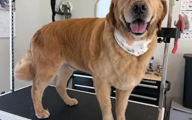 Tails of Montana Grooming in Billings, MT