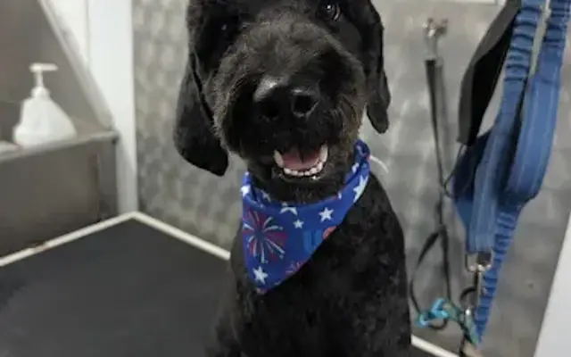 Zoomin Groomin in Lakeway, TX