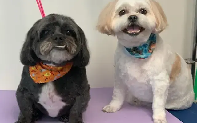 Tracy's Grooming in White Bear Township, MN