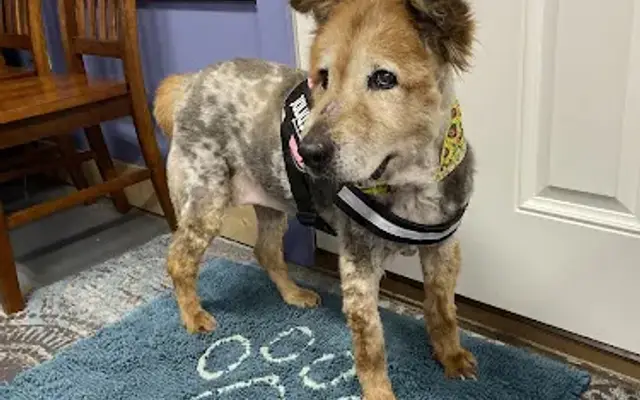 MacKenzies Mighty Mutt Cuts in St. Augustine, FL