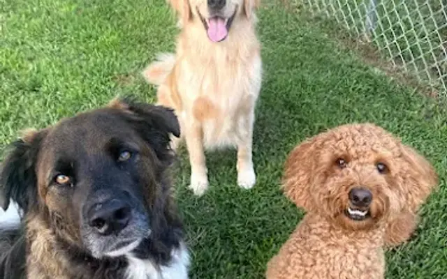 Almost Home Pet Retreat & Doggie Day Care in Conroe, TX