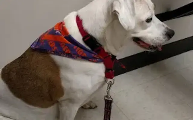 Palmetto Veterinary Medicine & Surgery in Rock Hill, SC