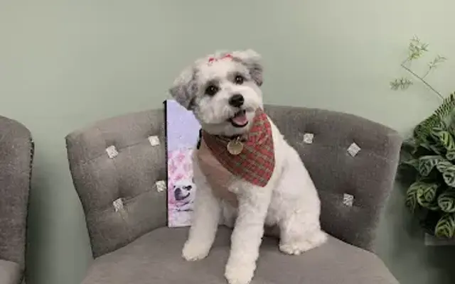 Barks & Bows Dog Spa in Northbrook, IL
