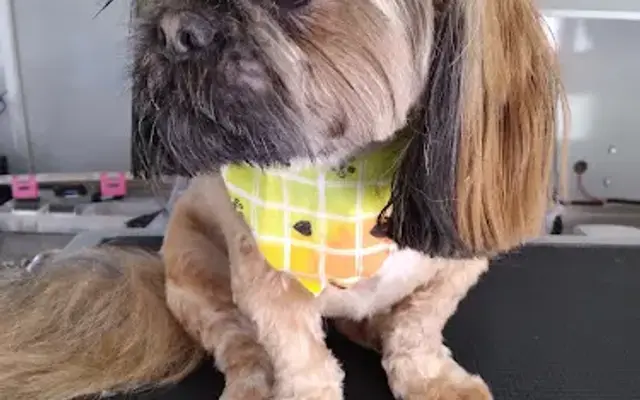Outlaw Mobile Grooming in Hemet, CA