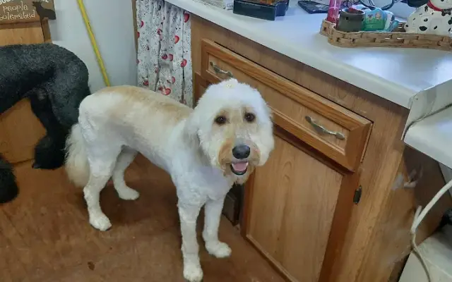 Dog Gone Gorgeous Grooming by Carla in Pensacola, FL