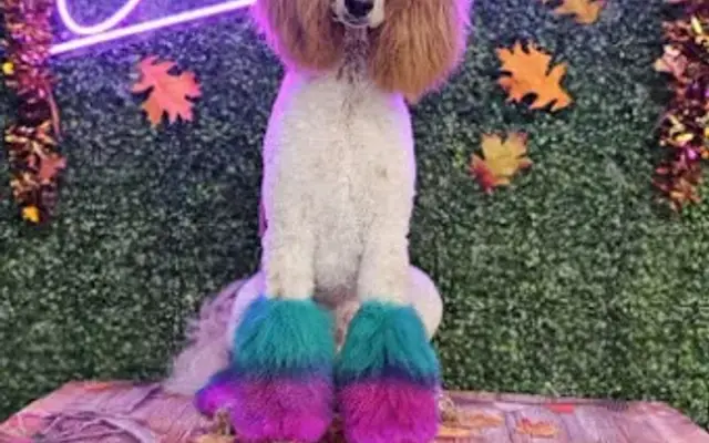 Canine Parlor in Cypress, TX