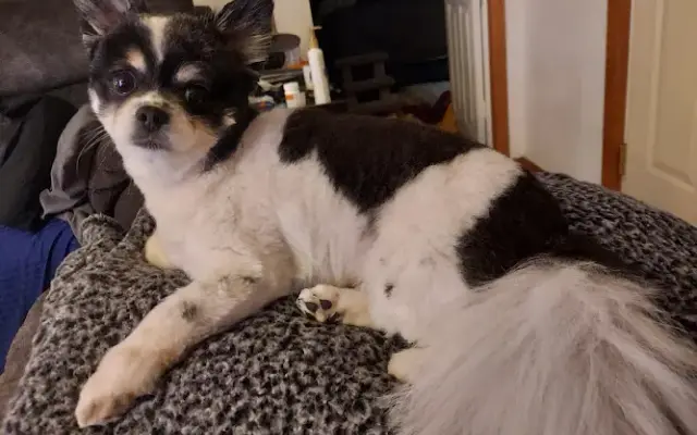 Pampered Pets in New Ulm, MN