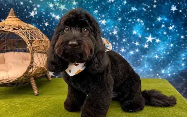 Blissful Clips Pet Grooming in Jim Thorpe, PA