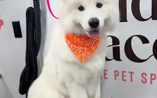 Wild Grace Mobile Pet Spa in Tracy, CA