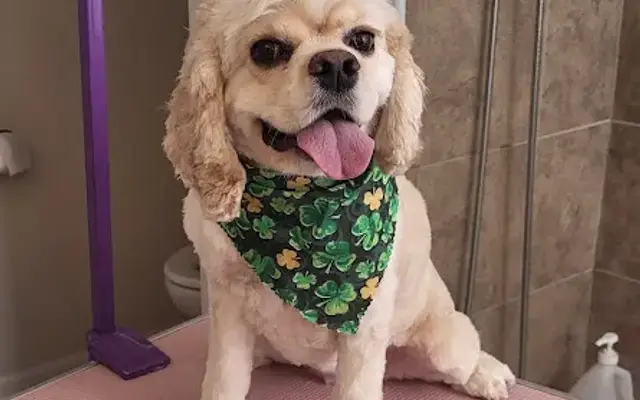 D.D.s In-Home Pet Spa. in Flint, MI