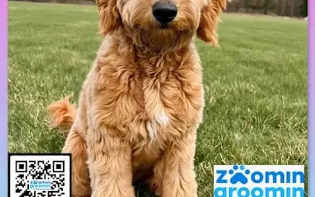 Zoomin Groomin Ocoee Gotha in Golden Oak, FL