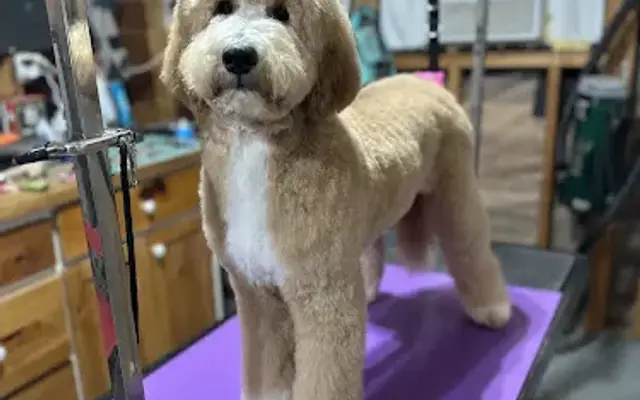 Pooch Pro in Havana, FL