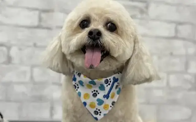 Waggy Waters LKA Mobile Dog Grooming LLC in Orange, VA