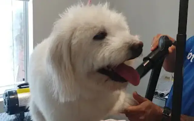 Beverly Grooming in Whittier, CA