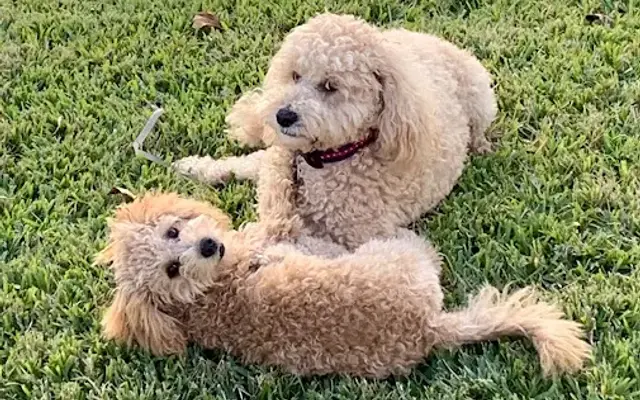 Art’s mobile dog grooming in Bunnell, FL