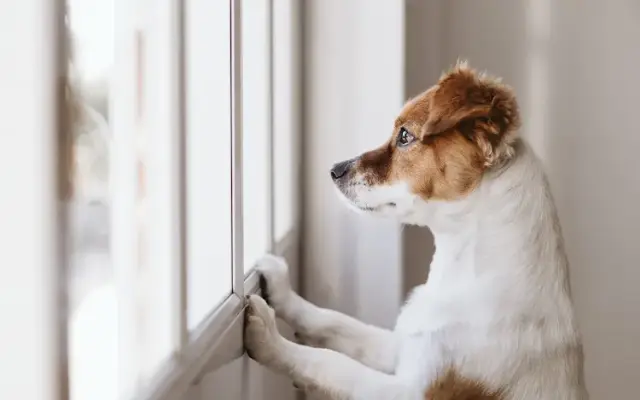Hound and Home House Call Grooming in Brentwood, TN