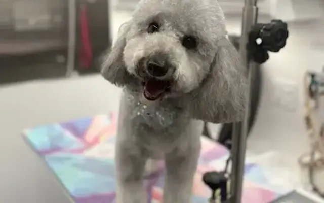 Red, White & Groomed Mobile Dog Grooming in Goodyear, AZ