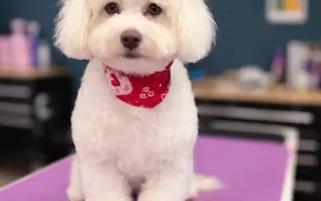 Baileys Bark Club LLC in Georgetown, KY