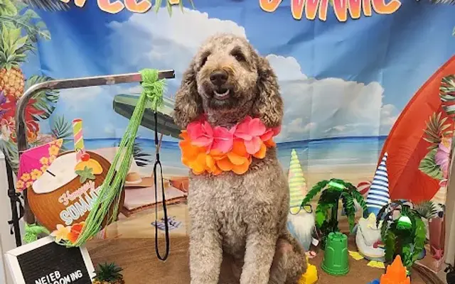 Neleb pet care & Grooming in Ocala, FL