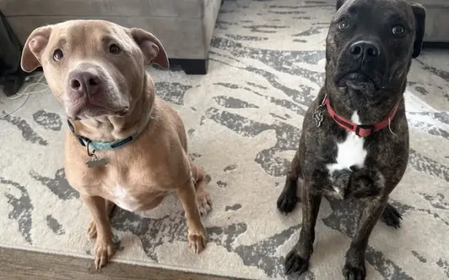 Pawdicures By Cheyenne LLC in Franklin, NJ