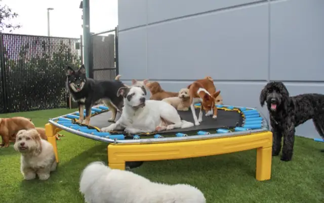 Beach Dog Daycare in Boynton Beach, FL