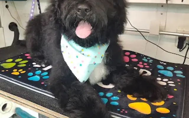 Mobile Grooming in Unionville, CT