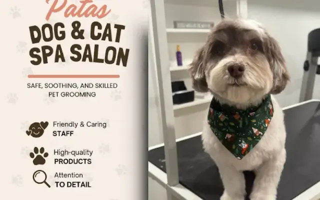 Patas Dog & Cat Spa Salon in Arlington, MA